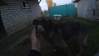 Мухтар где-то здесь! Герой отчизны!