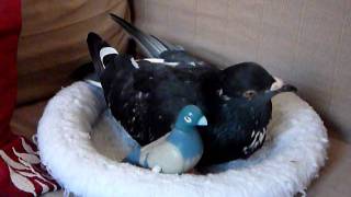 Pet pigeon (Elmo) in nest with toys