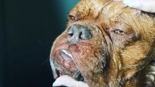 Man hand-feeds dog who lost tongue in dogfighting