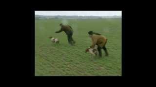 reportage epagneuls bretons de Passemarais TV8 Moselle