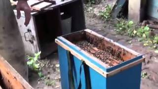 Пасека. Пересадка пчел из пчелопакета в улей