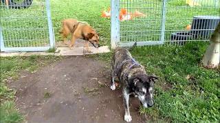 Pitbull Schäferhund Mix Pascha und Arcor Tierheim Böblingen
