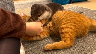 カワウソさくら 猫に上からちょっかいだされてマウントし返すカワウソ Otter and cat playing above and below
