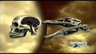 El Troodon ¿qué hubiera pasado si no se hubiera extinguido