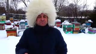 24 февраля Осмотр пчелиных семей