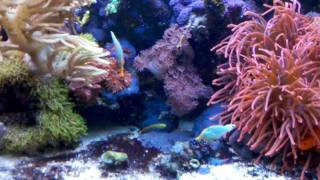 Oxymonacanthus longirostris female eating pellets