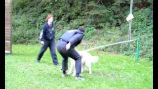 Schutzdienst mit dem weißem Schäferhund Ice