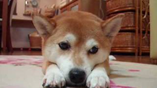 柴犬いちご　首輪をつけるまで♪   Shibainu attaches a collar