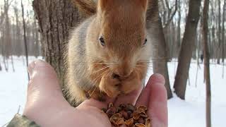 15 разных белок / 15 different squirrels