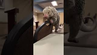 Happy World Porcupine Day