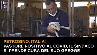 Petrosino, Italia: pastore positivo al Covid, il sindaco si prende cura del suo gregge