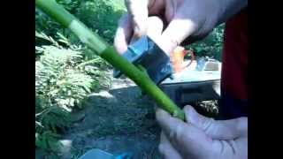 Прививка грецкого ореха и вопросы его развития с Жадан В.М. (walnut grafting)