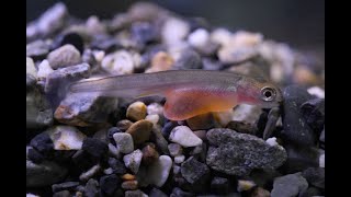 かんさいアニマルズ　孵化から約三週間経過したサケの赤ちゃん（京都水族館）