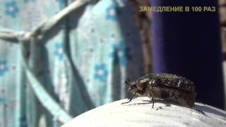 Занимательная энтомология. Взлёт жука Бронзовки.