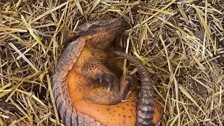 Juanita is not a morning armadillo