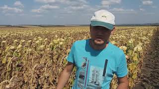 Участок гибридизации подсолнечника БЕРЕКЕТ под ЕвроЛайтнинг. 0675605115