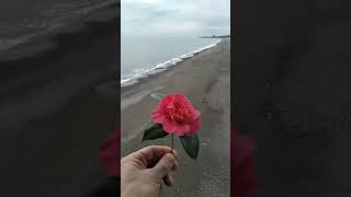 31 01 2021 КАМЕЛИЯ из КОБУЛЕТИ в руке სულხან ნიჟარაძე Аджария Грузия