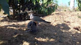 BAY CU GAY . BOI THO PHA 1 cay gio ma e chet qua nhanh . Cau Hoan clip 55 .14/2/2019