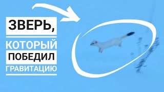 Наш сосед НеТоторо. Горностай веселится на снегу. Милое мини-зло