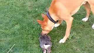Dingo eating a rabbit