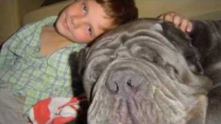 Tribute to our Neapolitan Mastiff FRANNIE (Furia Del Gheno)