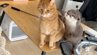 犬2匹猫2匹飼ってる友人が来たときのカワウソの反応がすご過ぎた Otter's reaction when a friend who has 2 dogs and 2 cats comes over.