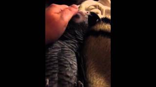 Cuddle time w/ Hollywood african grey