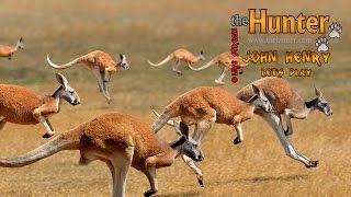 theHunter - охота на рыжего кенгуру! [Stream]