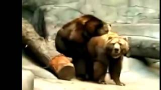 FUNNY - ANIMAL (Official Mating Gorilla, ANIMAL Bear, ANIMALS Lion CHANNEL with Close Hall FULL - 20