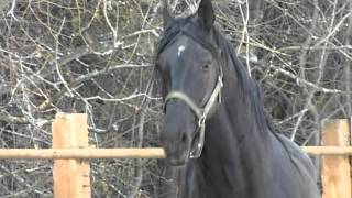 Орловский жеребец Дротик