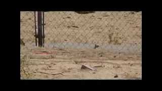 EVANIX 25 cal RAINSTORM air rifle using polymag 75yard head shot GS....WARNING GRAPHIC!