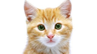Cute Cat Picture