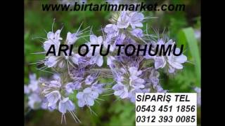ARI OTU TOHUMU SATIŞ,ARI OTU FAZELYA,ARI OTU TOHUMU FAZELYA