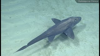 Creeping Chimera in Palmyra Atoll NWR | Nautilus Live #shorts