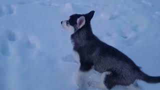 Хулиганим на улице во дворе