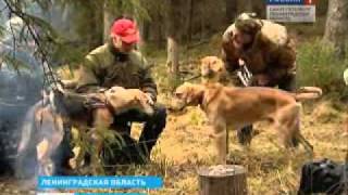 Состязания Русских гончих, Финляндии - России. 2011 год.
