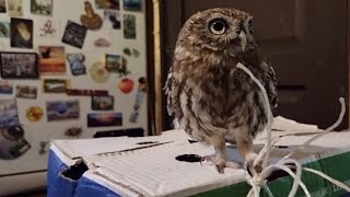 Совёнок Лучик - лучший помогатор! В любой шуршащей ситуации зовите Лучика!