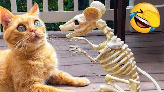 Funniest Dogs And Cats Videos - Best Funny Animal Compilation Of The 2021 ????