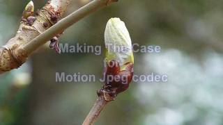 Panasonic Lumix FZ38 and Motion JPEG Test