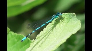 Стрекоза. Стрелка девушка. ( Coenagrion puella )