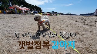 비숑 강아지랑 바다갔는데 갑자기 갯벌체험!