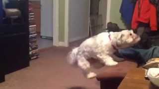 Carl the HOVER DOG!