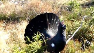 Grouse = Tetřev