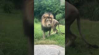 Cincinnati Zoo World Lion Day 2020 - Cincinnati Zoo