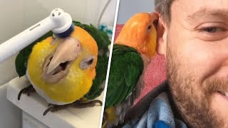 This rescued parrot is obsessed with electric toothbrushes