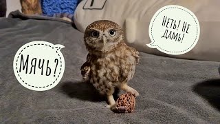 Сова хочет играть в футбол. Или гандбол? Совиное поло! Совёнок Лучик добыл себе мячик