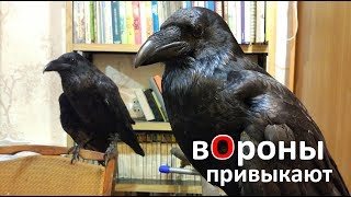 вОроны Кира и Тиша привыкают друг к другу