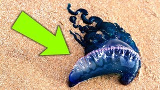 If You Ever See This on the Beach, Ask for Help!