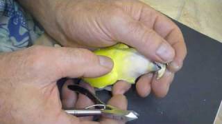 Lovebird Care: Major Beak Trim for Lovebird Calmed without Drugs