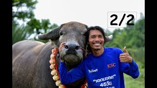 เอกมงคล แชมป์พ่อพันธุ์11สนาม 5แกรนด์แชมป์ และแม่พันธุ์สวยๆโครงการ 45 วันฉันมีลูก 2/2 (Buffalo)